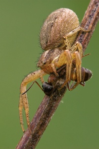 Waldkrabbenspinne (ND)
