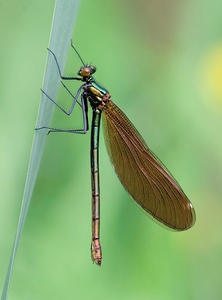 Blauflügelprachtlibelle (ND)