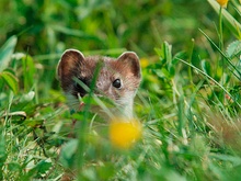 Hermelin schaut aus seinem Erdversteck - ND