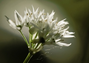 Bärlauchblüte (ND)