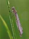 Pechlibelle [ND]