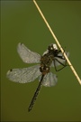 Libelle