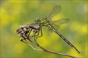 Westliche Keiljungfer(	Gomphus pulchellus)