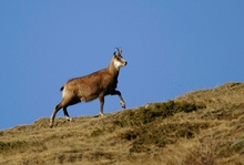 Alte Gams an der Loibspitz ND