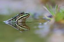 Teichfrosch (ND)