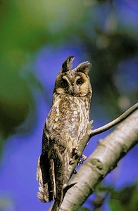 Waldohreule (Asio otus) / Long-eared Owl    ND