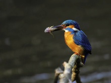 Eisvogel in Sonne II