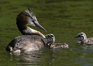 Mama - Hunger!!! (ND)