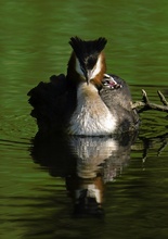 Angelegt im Familienhafen (ND)