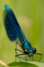 * Calopteryx splendens * Recht freundlich bitte...