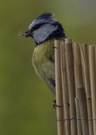 Blaumeise (ND)