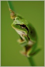 Laubfrosch (Hyla arborea)