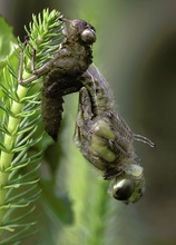 Libelle schlüpft aus Exhuvie ND