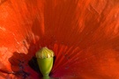 Mohn im Detail