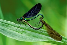 Paarungsrad der Blauflügelprachtlibelle