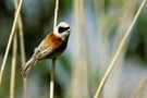 Beutelmeise ND