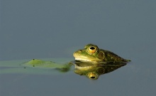 Frosch / ND