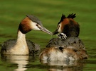 Haubentaucher (Podiceps cristatus)