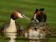 Haubentaucher (Podiceps cristatus)