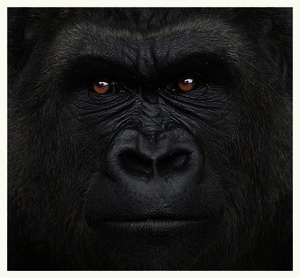 :: Gorilla ::