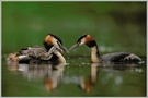 Haubentaucher (Podiceps cristatus)