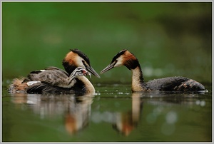 Haubentaucher (Podiceps cristatus)