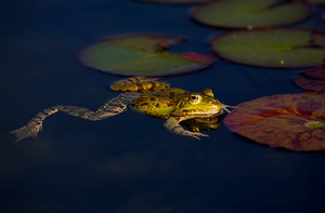 Teichfrosch