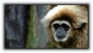 :: Gibbon ::