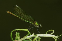 Calopteryx spledens (ND)