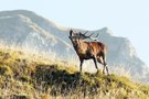 Hirsch im Gebirge