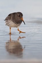 Meerstrandläufer