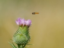 Schwebfliegen (Syrphidae),