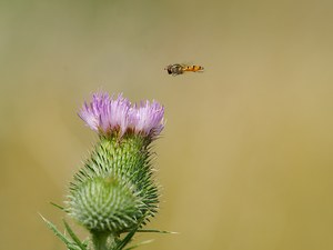 Schwebfliegen (Syrphidae),