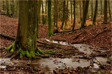 Kleiner unaufgeräumter Waldbach