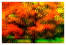 Herbstbaum