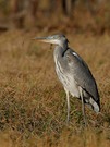 Graureiher (Ardea cinerea)