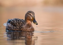 Stockente (Anas platyrhynchos)