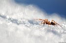 Spinne auf Schnee