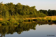 Spiegelungen im Hochmoor