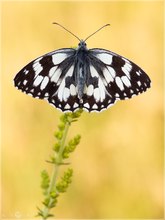 Schachbrettfalter - Melanargia galathea