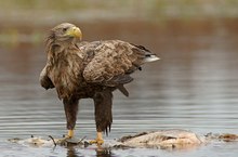 Seeadler