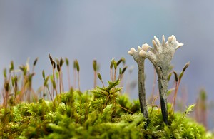 "Die Geweihförmige Holzkeule (Xylaria hypoxylon)..."