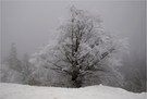 Frostiger Baum