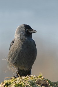 Vogel des Jahres