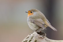 Rotkehlchen im diffusen Licht