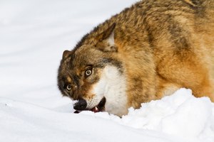fressender Wolf