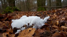 Haareis oder auch Eiswolle