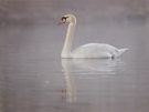 Schwan