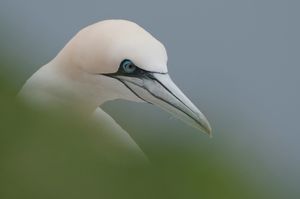 Basstölpel (Morus bassanus)