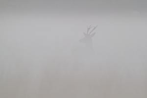 Spießer im dichten Nebel